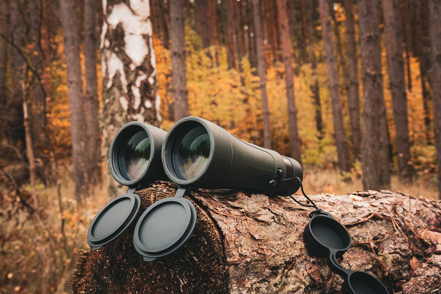 Best Top-of-the-Line Binoculars for Birding