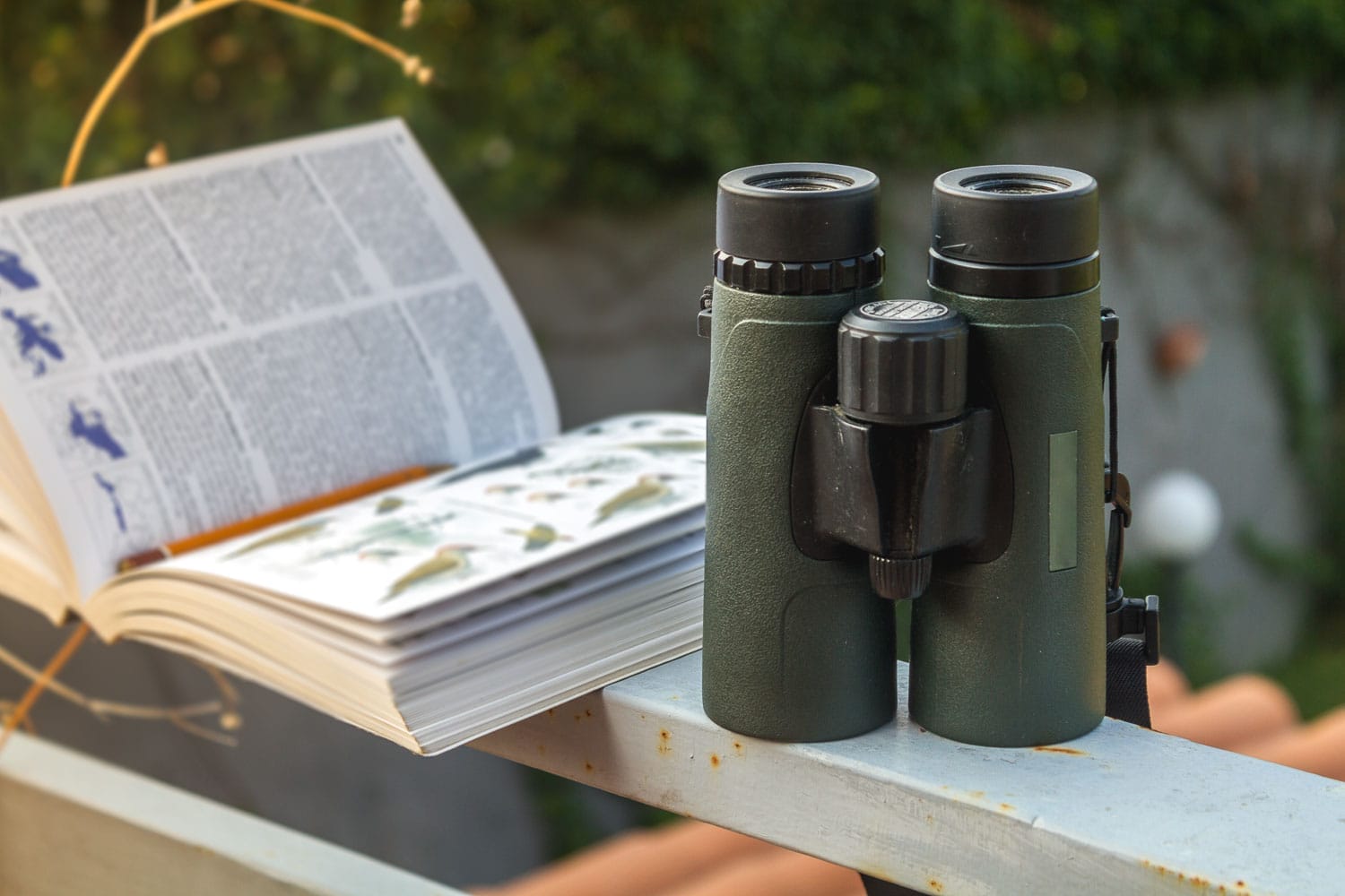Best Binoculars for Birding (2024)