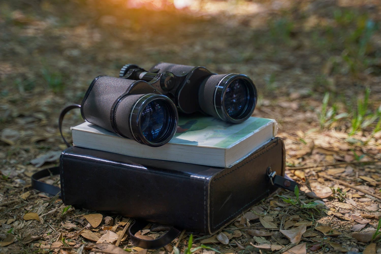 How to Choose Binoculars for Birding