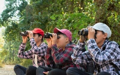 Best Budget Binoculars for Birding